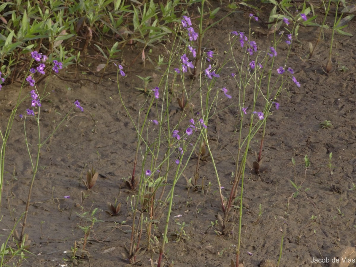 Dopatrium lobelioides (Retz.) Benth.